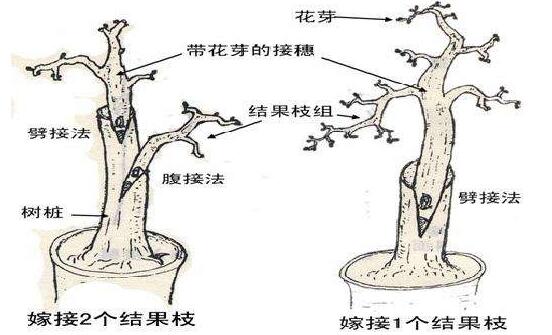 <b>榕树盆景怎么修剪，榕树盆景修剪方法</b>