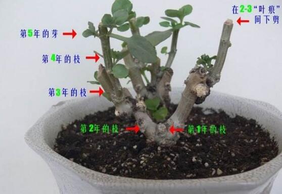 长寿花怎么修剪，长寿花修剪方法