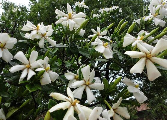 <b>栀子花叶子发黄怎么办，七大办法变得枝繁叶茂</b>