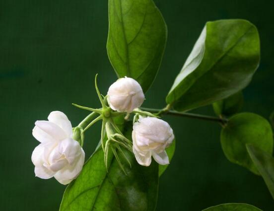 茉莉花怎么修剪，茉莉花修剪方法