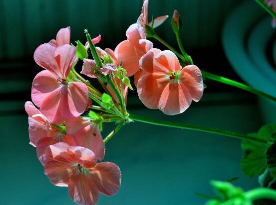 天竺葵的花语，象征着偶然的相遇、幸福就在你身边