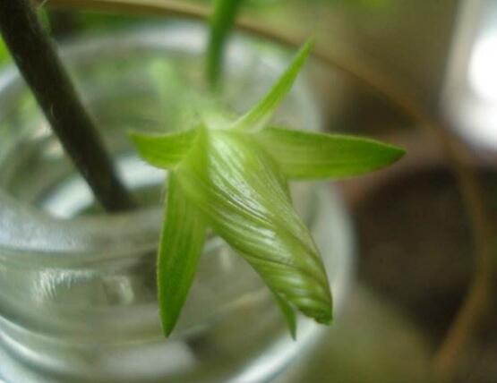 牵牛花可以水培吗，牵牛花水培方法