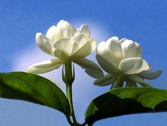 茉莉花可以水培吗，茉莉花水培方法