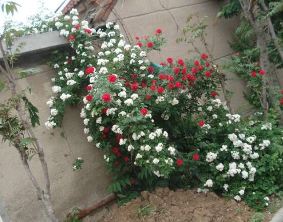 蔷薇花虫害及防治方法，蔷薇花三种虫害防治办法