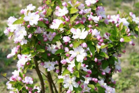 <b>蔷薇花什么时候开花，蔷薇花花期在4-9月(开花半年)</b>