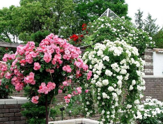 蔷薇花盆栽如何养，蔷薇花盆栽养殖方法