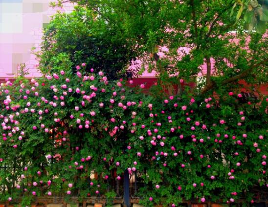 蔷薇花的养殖方法，掌握八大方法就可养好
