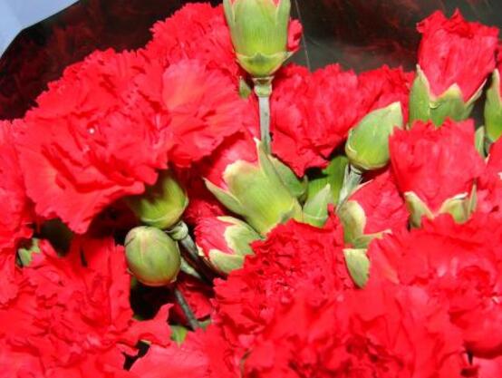 红色康乃馨代表什么，是对母亲的爱、感激和祝福