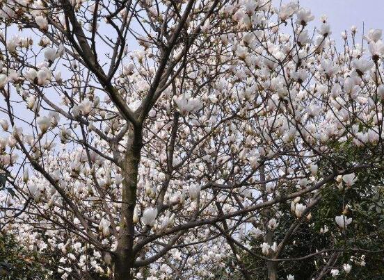 <b>玉兰花花语，代表着高洁、芬芳，纯洁的爱，感恩</b>