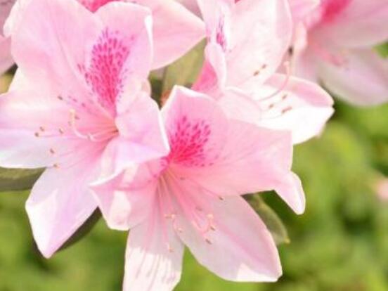 好看的杜鹃花盆景图片欣赏，花色艳丽、幸福安康
