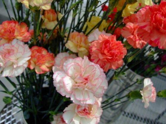 康乃馨的花语是什么，代表着母亲我爱你、魅力、尊敬之情