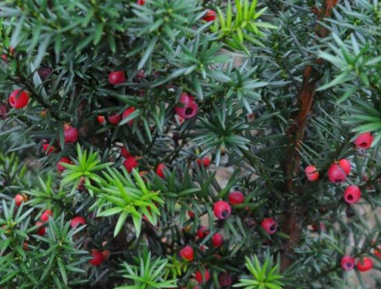 红豆杉扦插繁殖方法，做好这五大方法便可生