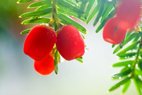 <b>家里养红豆杉风水好吗，起到延年益寿、幸福健康</b>