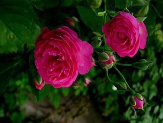 蔷薇花种子种植方法，老农总结最简单实用五种要点