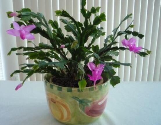 蟹爪兰盆栽图片，欣赏最好看的品种(花色艳丽)