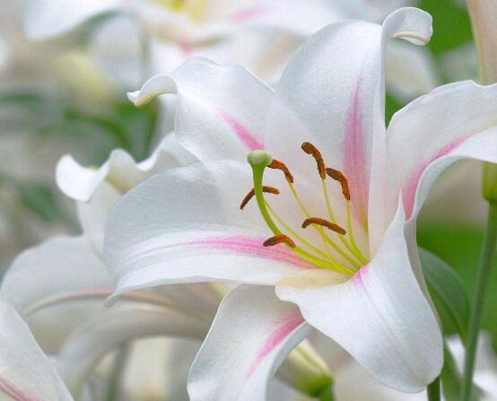 百合花花语，代表着纯洁、热烈的爱、永远的幸福