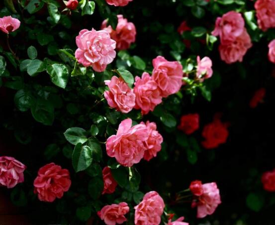 蔷薇花的花语是什么，代表着一种思念的爱/不同颜色不同花语