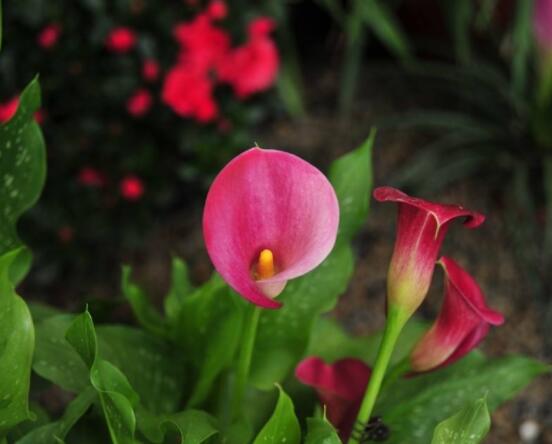 粉色马蹄莲花语是什么，代表着爱你一生一世