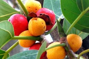 <b>榕树的果实有毒吗，榕树果实可以吃吗/可以食用</b>