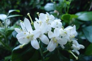 九里香什么时候开花，九里香一年开几次花(七月盛开)