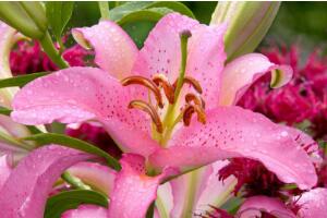 百合花的花语是什么，诠释爱情“百年好合”最美不过了