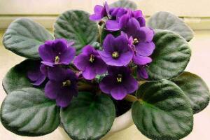 <b>盆栽紫罗兰怎么养，紫罗兰的养殖方法</b>