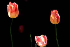 郁金香有哪些种类(三个种类)，晚花类最适合观赏
