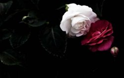 <b>玫瑰和月季的区别，介绍六种不同区别方法</b>