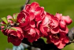 海棠花的花语是什么，海棠花代表的四种意思