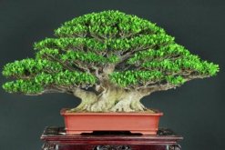 榕树盆景图片，独特艺术欣赏
