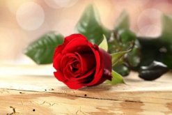 <b>玫瑰花送几朵代表什么，求婚首选99朵玫瑰花</b>