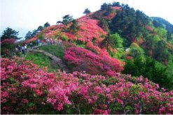 <b>杜鹃花冬天能开花吗，适宜的环境一年四季可以开花</b>