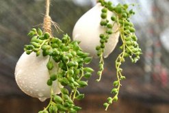 珍珠吊兰的养殖方法，珍珠吊兰的四大养殖技巧