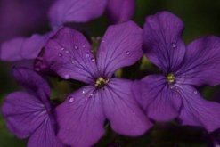 紫罗兰花图片大全，紫罗兰图片欣赏