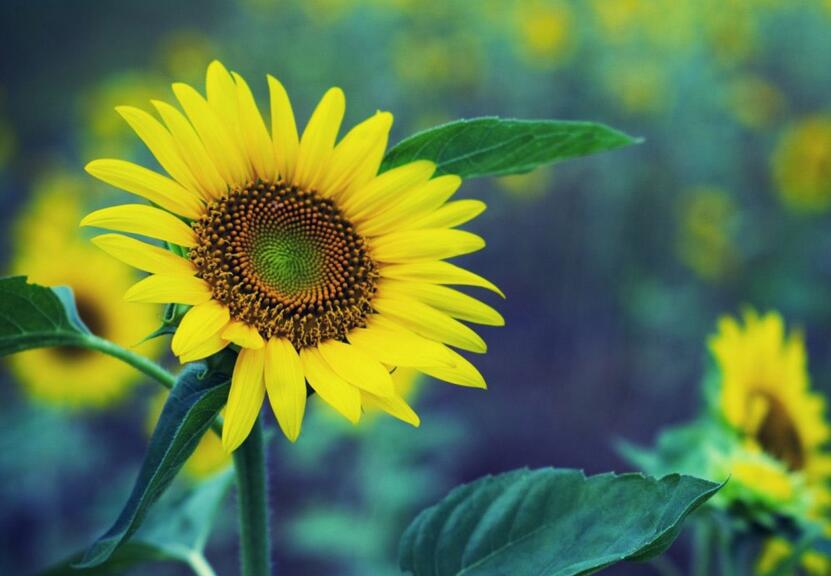 太阳花是不是向日葵，不是/而是一种极具观赏性的植物