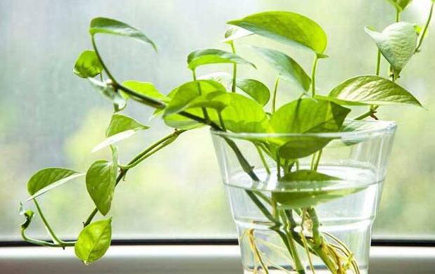 室内养殖绿萝的作用及好处，装饰环境又净化空气