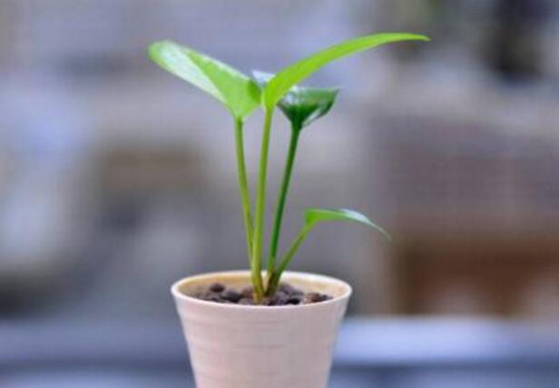 金钱树扦插多久能生根，合理的杵插可以在15到20天左右生根