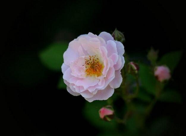 蔷薇花适合东北种植吗，适宜/但是要注意栽种的方法
