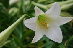 香水百合一年开几次花，自然条件一年开一次/温室栽培可以开两次