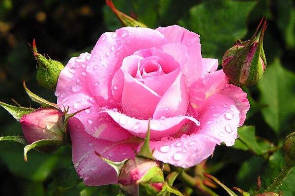 粉色蔷薇花的花语,以及蔷薇花花语大全