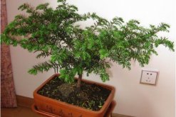 室内养殖红豆杉的方法，家庭养殖红豆杉的五个要点