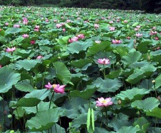 迎宾芙蓉怎么繁殖，盘点最实用的四大繁殖方法