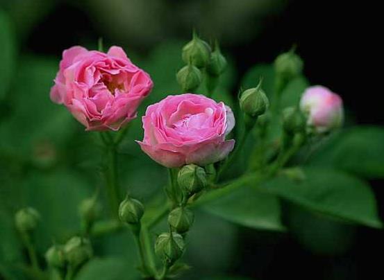盆栽蔷薇花的养殖方法，注意光照充足、做好控水控肥