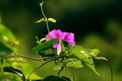 牵牛花阳台种植方法，牵牛花的种植步骤详解