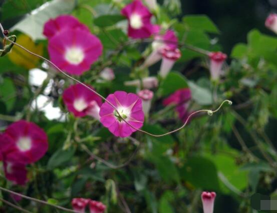 牵牛花种子要泡水吗，只需要浸泡一个晚上即可