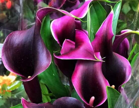 紫色马蹄莲花语是什么，代表着一种单纯的爱