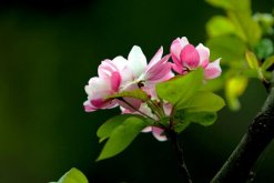 海棠花开的季节，春夏两季开放（2个月花期）