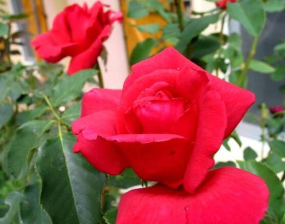 玫瑰花的繁殖方法，扦插繁殖应用最广泛/存活率最高