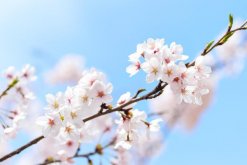 樱花怎么浇水，不同的季节植株对水分的需求也不同