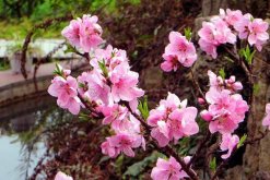 桃花盆景的养护要点，5步即可养好桃花盆景